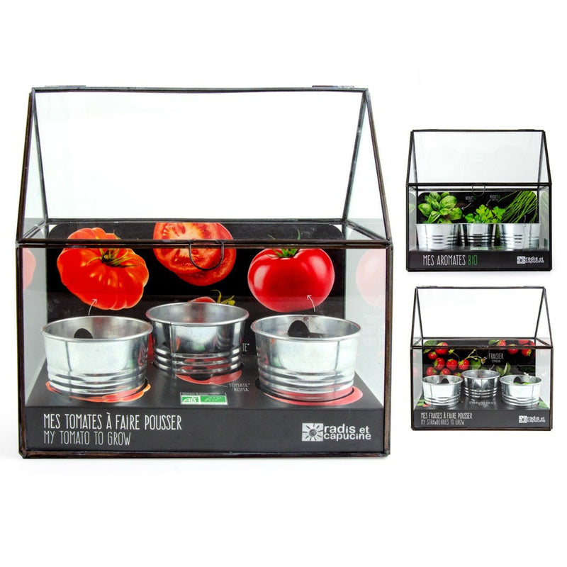 Kit tomates bio anciennes à semer avec sa serre châssis
